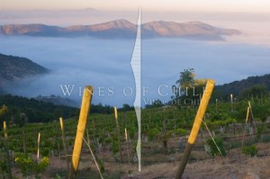 Wines of Chile